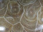 Polished Fossil Coral Head - Very Detailed #10385-1